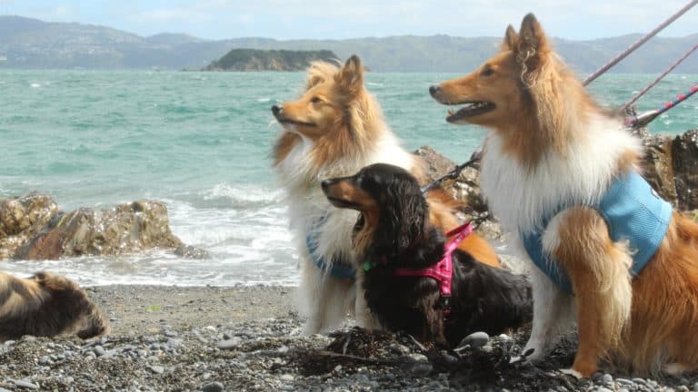 Dogs Outside
